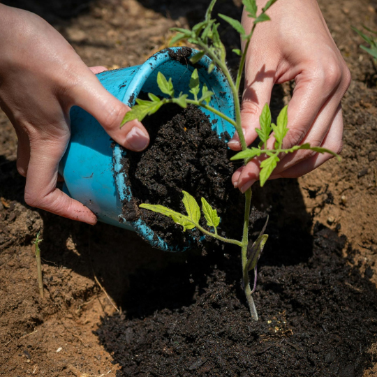 1037_9282_13Nov2025114017_HEGS Soil Saving - Copy of What's On Images - 540 x 540.png